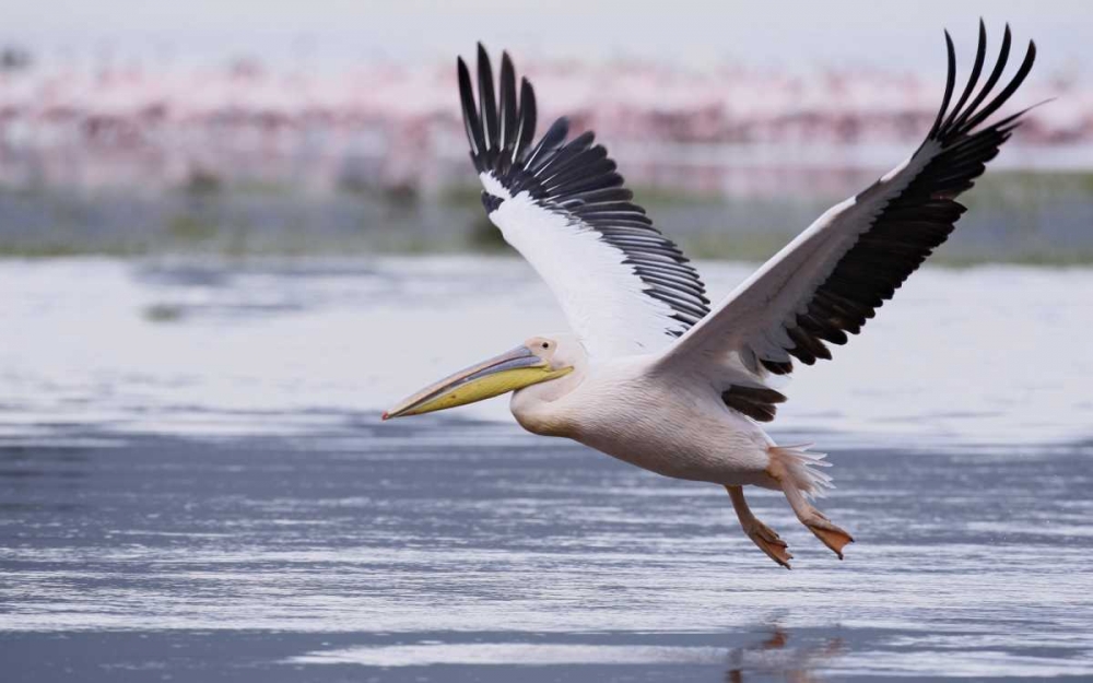 Kenya, Nakuru NP Great white pelican takes off